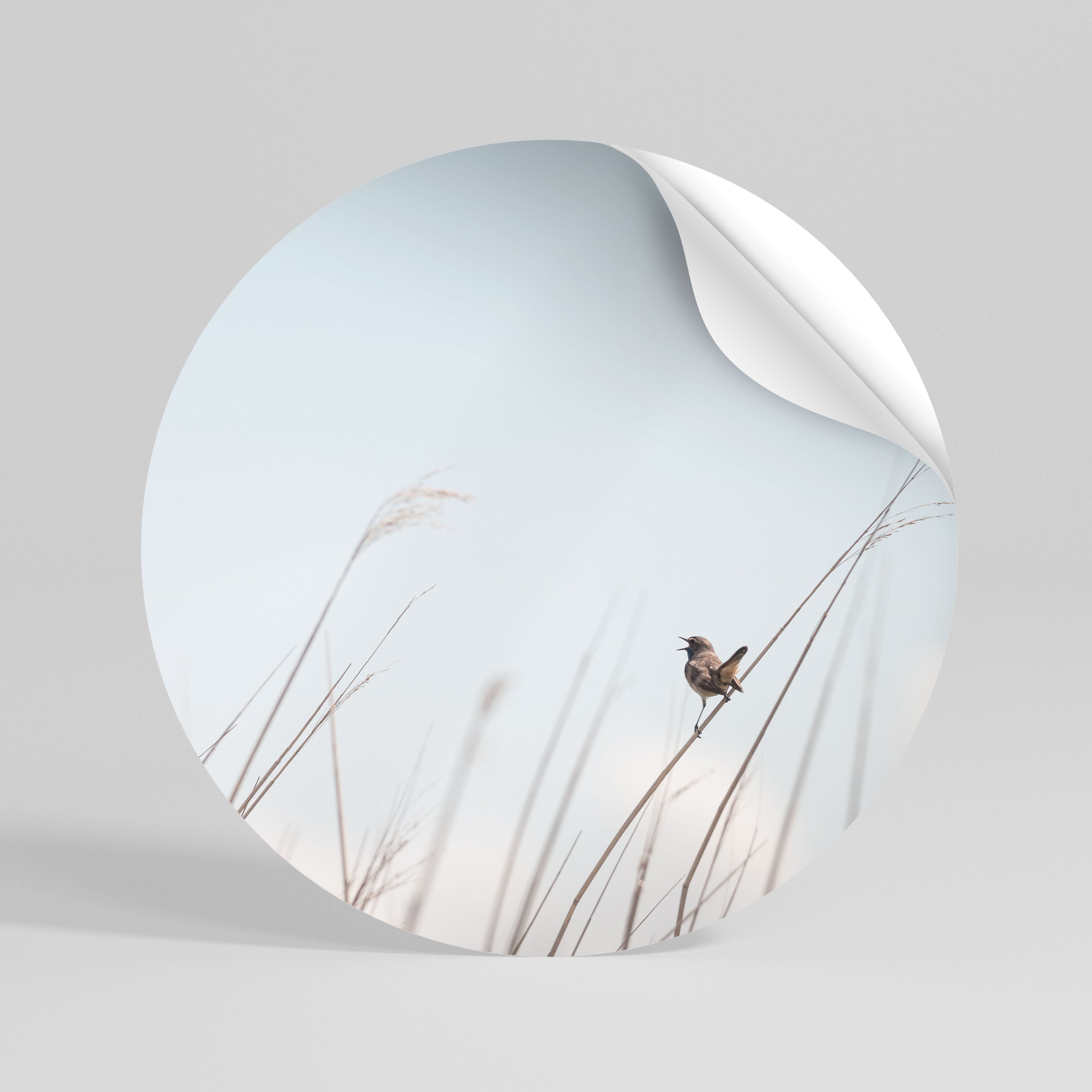 NATURE'S CHORUS Rund väggdekal