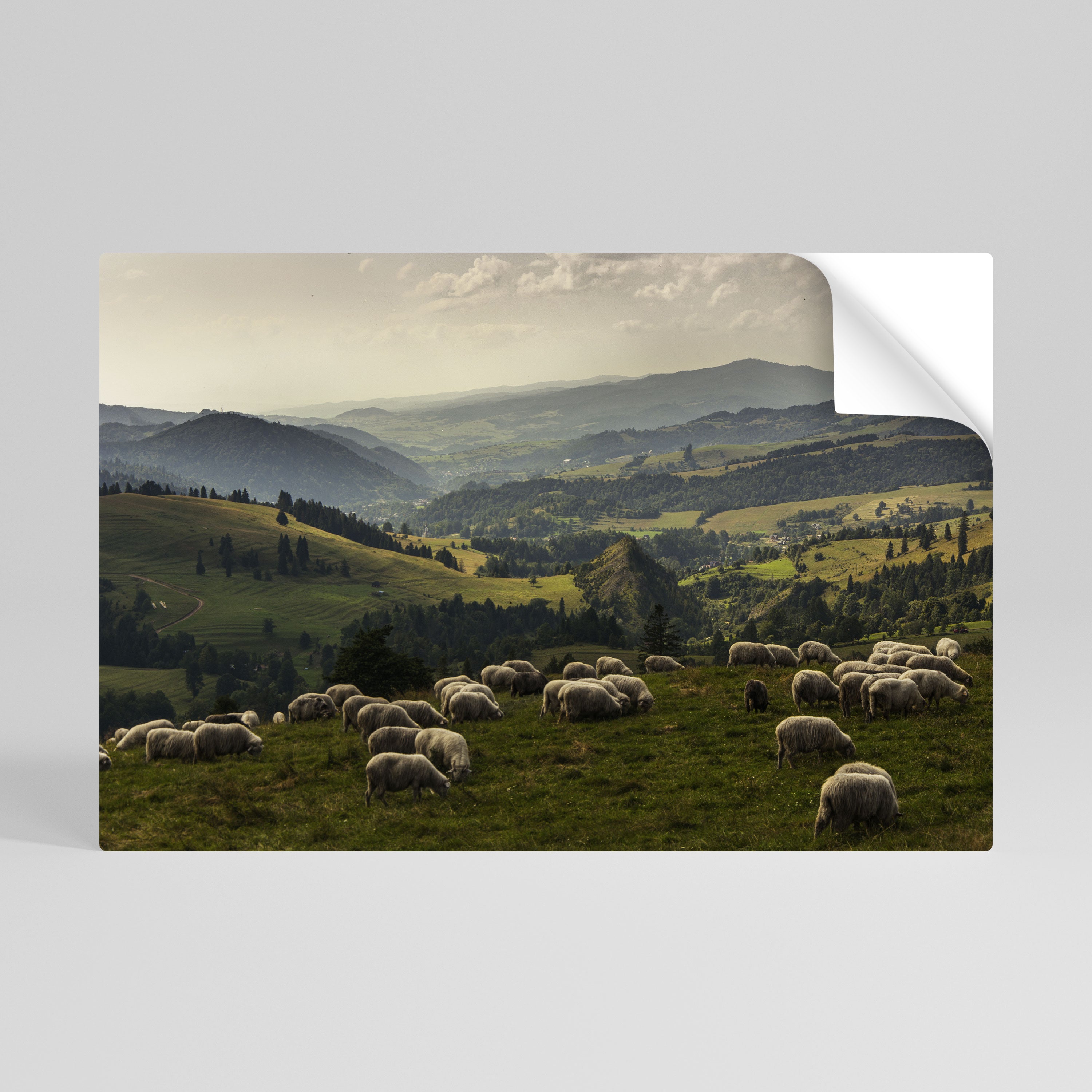 SHEEP IN SERENITY Självhäftande Horisontell Poster