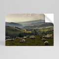 SHEEP IN SERENITY Självhäftande Horisontell Poster