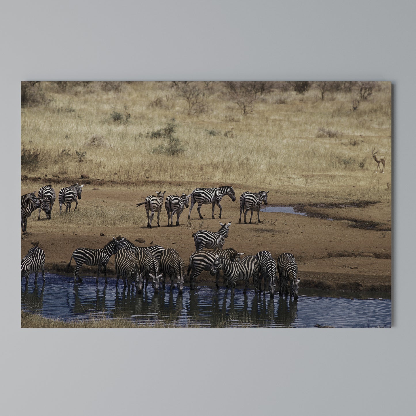 THE ZEBRA HARMONY Horizontal Canvas Print
