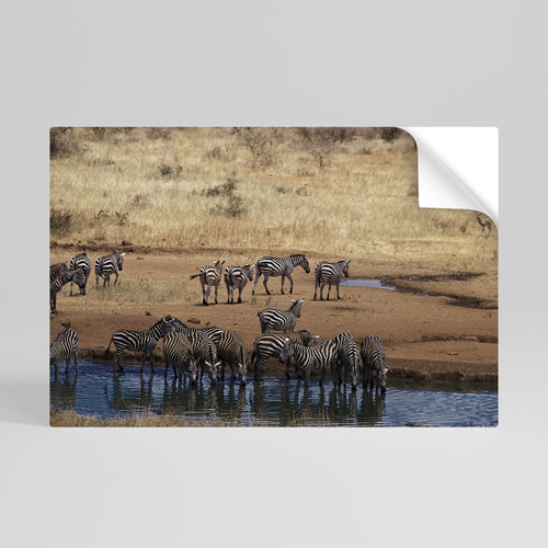 THE ZEBRA HARMONY Peel and Stick Horizontal Poster